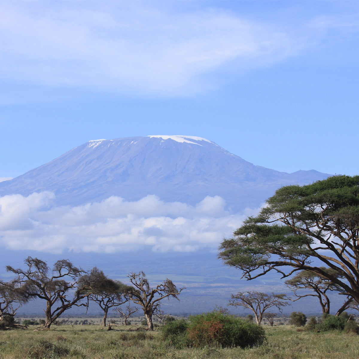 Mount Kilimanjaro with the grass lands in front of the mountain