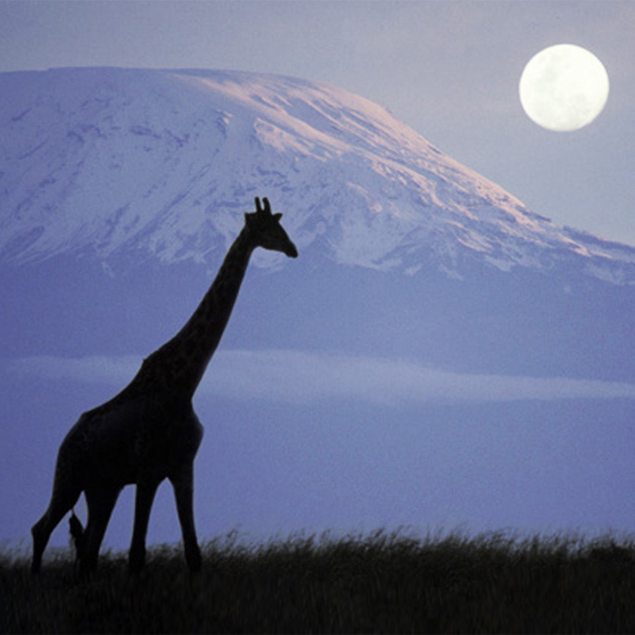Mount Kilimanjaro with a giraffe walking through the grass